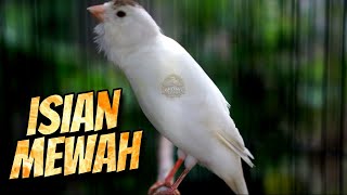 Download lagu Masteran Kenari Isian PRENJAK CIBLEK GACOR SUARA JERNIH DURASI PANJANG bikin MEWAH KENARI BAHAN mp3