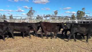 Doyle Heifers