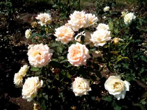 Sărbătoarea Școlii Gimnaziale Heleșteni - 130 de ani de existență