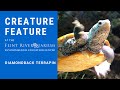 Creature Feature: Diamondback Terrapin
