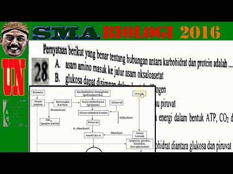 Patch pelangsing cettua Diet beras untuk menurunkan berat badan berat badan hilang ulasan foto