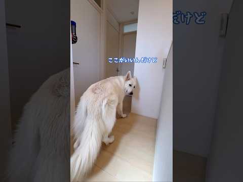 大型犬の選ぶ好きな場所は…【ホワイトシェパード】