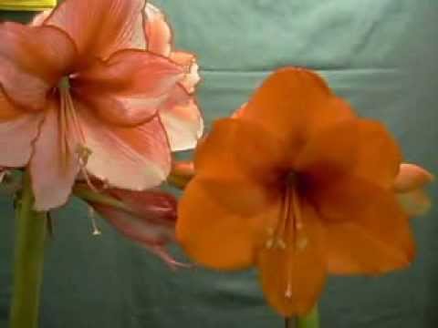 Charisma X Orange Souvereign and Visa Versa amaryllis Hippeastrum Bulb