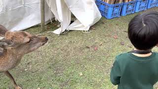 奈良の鹿さんに初めて触れる3歳児🦌
