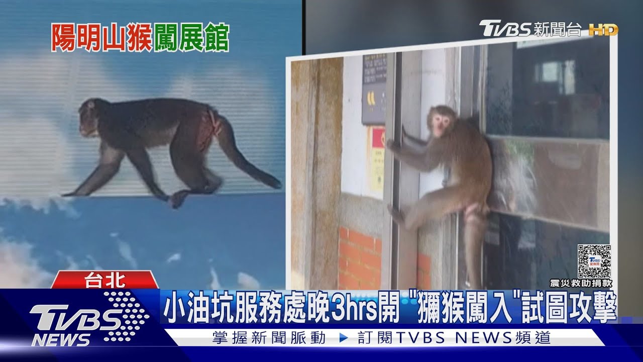 小油坑服務處晚3hrs開　「獼猴闖入」試圖攻擊