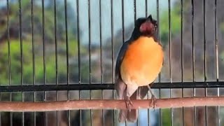 Download lagu Pancingan Tledekan Gunung Malas Bunyi || Tidak Perlu Menunggu Lama Tledekan Gunung Pasti Merespon‼️ mp3