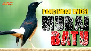 MURAI BATU  GACOR PEMANCING EMOSI LANGSUNG IKUT NYAUT PANCINGAN MURAI BATU INI