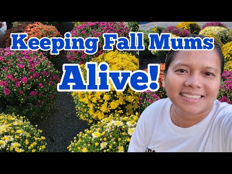 鉢植えの母親に水をやる方法 |ママは季節を乗り切れるよう気をつけています