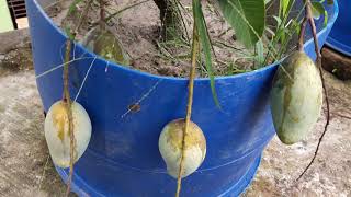 ছাদ কৃষি