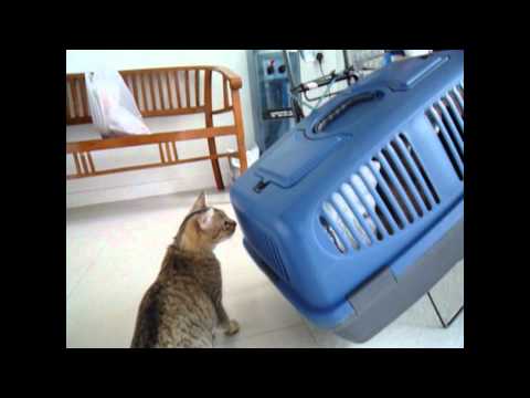 For Adoption: Robina