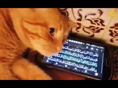 কোরআনের মোজেজা