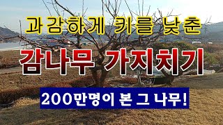 [텃밭농부 2,139]  과감하게 키를 낮추고 3년 뒤. 그 감나무 가지치기! #감나무 전지