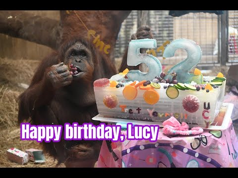 #orangutan Lucy's Spa Party! Happy 52!