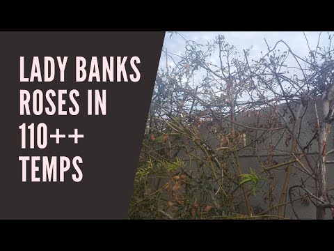 Lady Banks Roses in 110+ Heat; Comparison to Traditional Rose Vines and Heat/Monsoon Tolerance