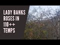 Lady Banks Roses In 110 Heat Comparison To Traditional Rose Vines And Heat Monsoon Tolerance