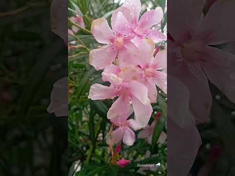 Raindrops 💦 #rain #raindrops #rainsounds #rainyday #flowers  #songs