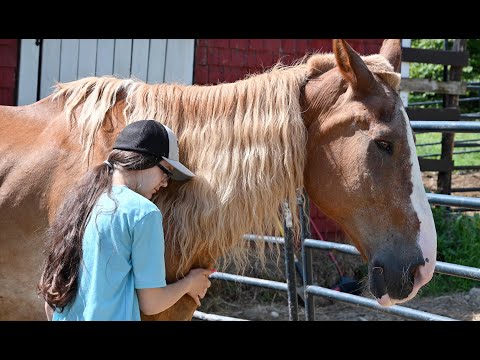 “Abused Draft Horse Rescued After Years of Suffering | 1-Hour Documentary”