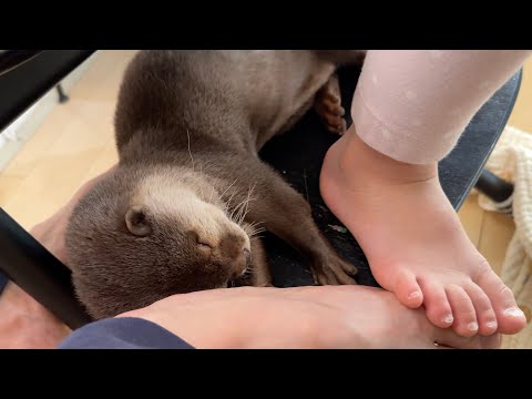 こんなところで普通寝る！？なカワウソ Sleeping in a place like this!? What a weirdo otter.