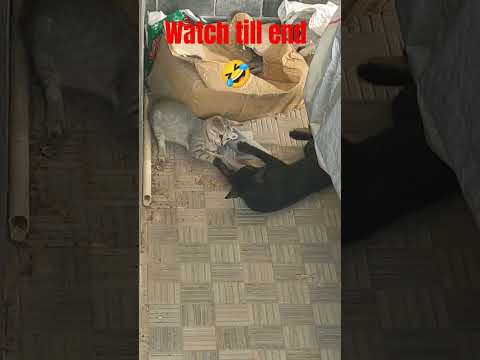 #cats #rajinikanth #manasilaayo #trendingshorts #fight