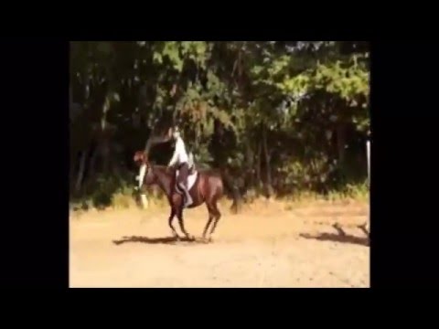 Nemax-Night-Fire pony gelding * 2007 for sale