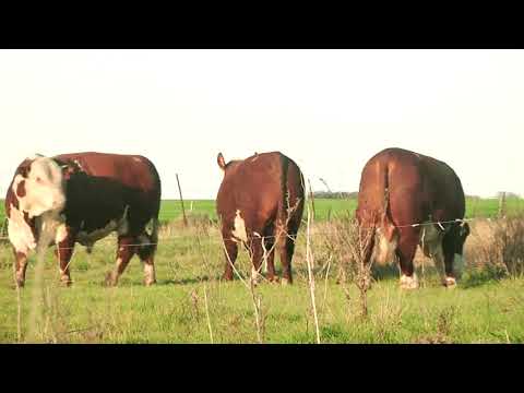 CABAÑA "EL PORVENIR"  TRÍO EPD 1-2-3  P. HEREFORD