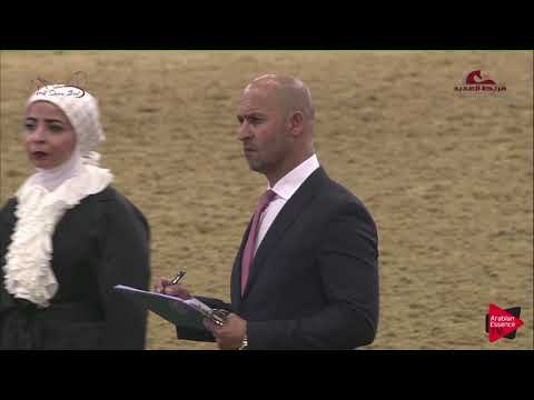 N 114 AMIRAT NAJD   2019 Al Shaqab Arabian Horse Show Festival   Mares 4 6  Years Old Class 5A