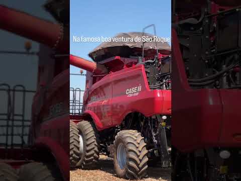 produção muito alta nos morros de boa ventura de São Roque!! #agro #colheita #soja #shorts #viral