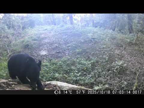 嘉義縣鄒族獵人協會獵人湯志卿執行臺灣黑熊生態服務給付計畫，於特富野古道南端附近架設紅外線照相機，記錄到臺灣黑熊出沒