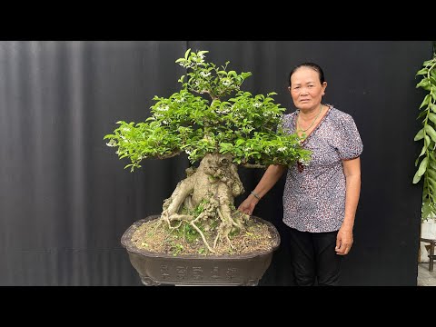 vườn kiểng an quảng