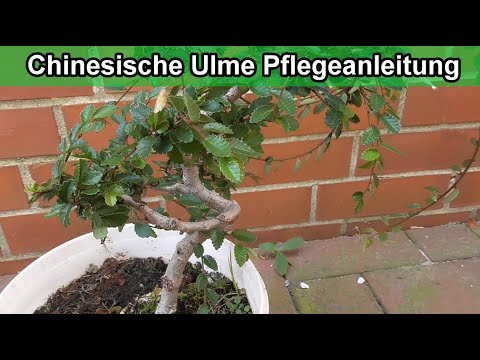 Chinesische Ulme Pflege Tipps / Ulmus parvifolia Bonai pflegen / Standort / Gießen / Schneiden