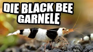 Black Bee Garnele / Bienengarnele - Alles zur perfekten Haltung | Guide für Caridina -Zwerggarnelen