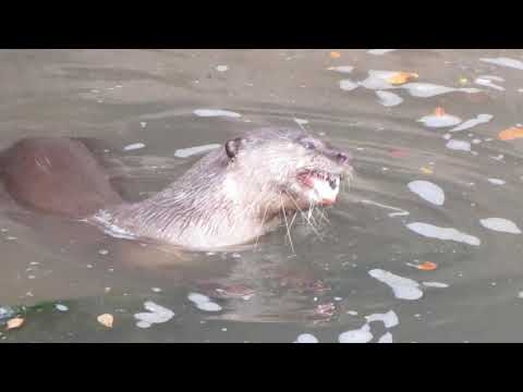 Smooth-coated otters and Malayan water monitor lizard seen at Ulu Pandan River, Singapore