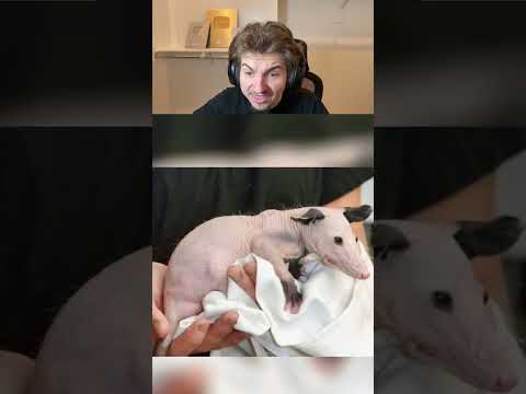 How Animals Look Without Fur
