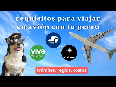 🛂 Viajar en avión con tu perro: requisitos, trámites y tips | Volaris, Vivaaerobus, Aeroméxico 2023
