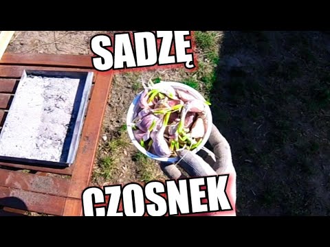 , title : 'Sadzenie czosnku 2020 / Tunel foliowy'