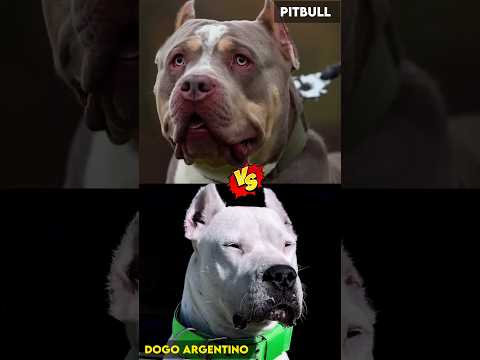 Pitbull Vs Dogo Argentino – Which is the Most Powerful Dog? #dogoargentino  #pitbull #shorts
