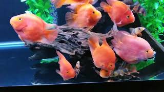 Bubbles the coolest FLOWER HORN ever!😎😎😎