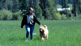 Video preview image #1  Breeder Profile in PHELAN, CA, USA
