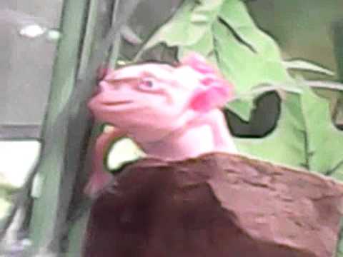 der axolotl von Jacob