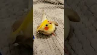 Download lagu Burung Falk Parkit Australi Jago Beatbox 😁 mp3 Download lagu Burung Falk Parkit Australi Jago Beatbox 😁 mp3