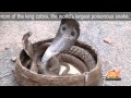 Snake Charmer