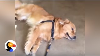 Funny Dog Refuses to Leave Pet Store | The Dodo