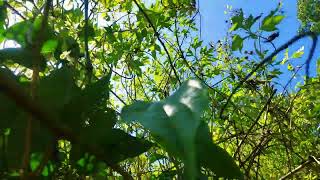 Download lagu Video mentahan pemandangan alam tanpa suara no copyright ‼️ #6 mp3