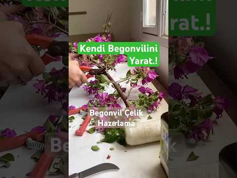 Çiçek Severler İçin Begonvil Çoğaltma Yöntemi!