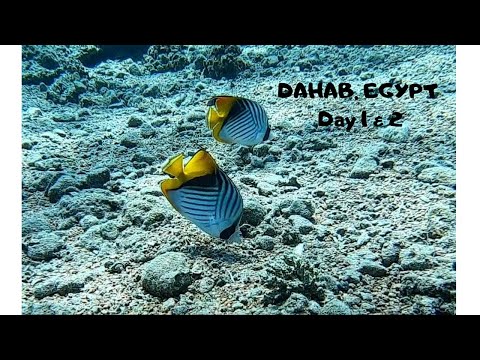 Solo Backpacking: Dahab, Egypt - RED SEA Day 1 and 2