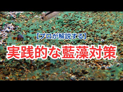 バルト海で藍藻が開花:栄養素よりも熱が重要