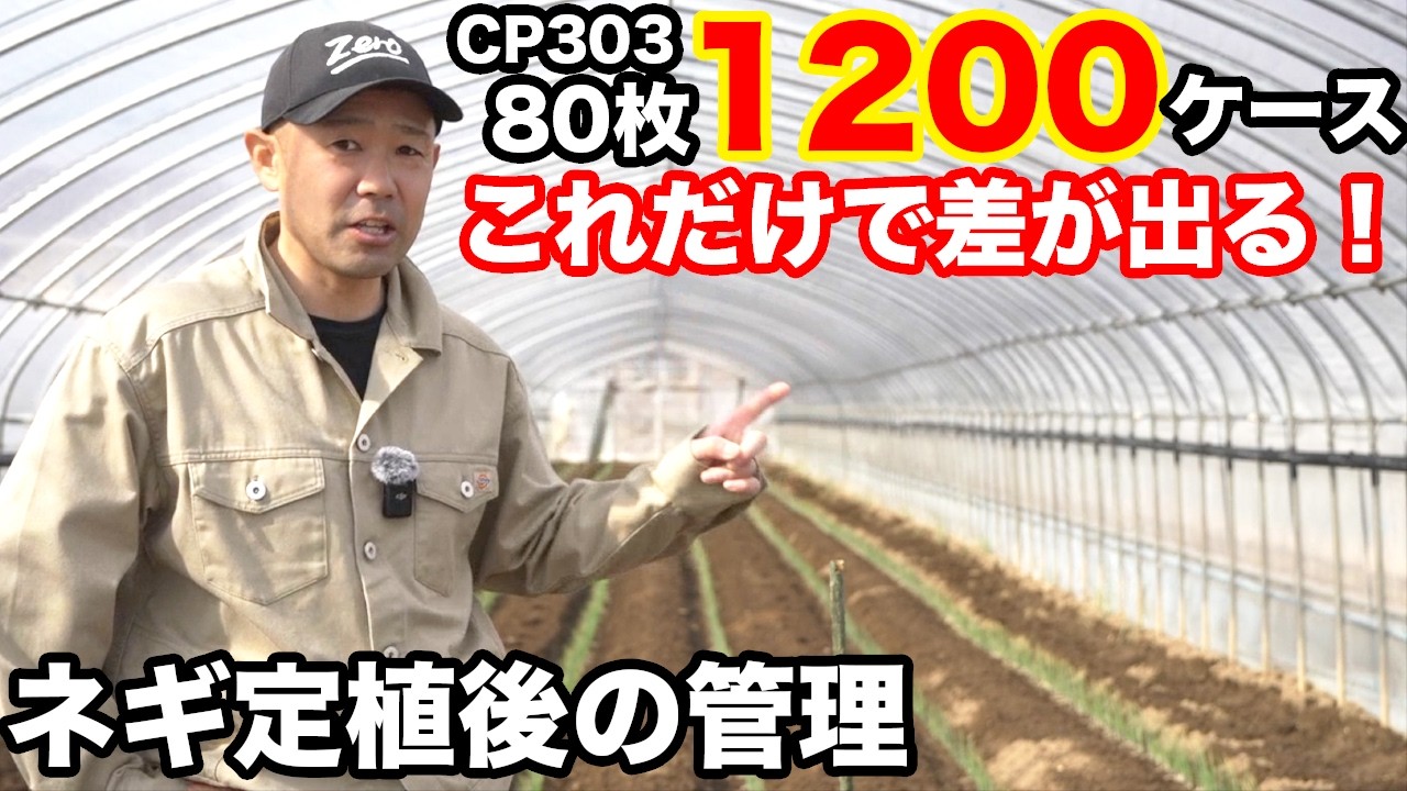 圧倒的収量を叩き出す！反収1200ケースを狙うネギ定植後のルーティン完全解説