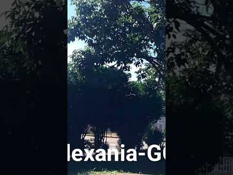 Alexania-GO. #fypp #alexania