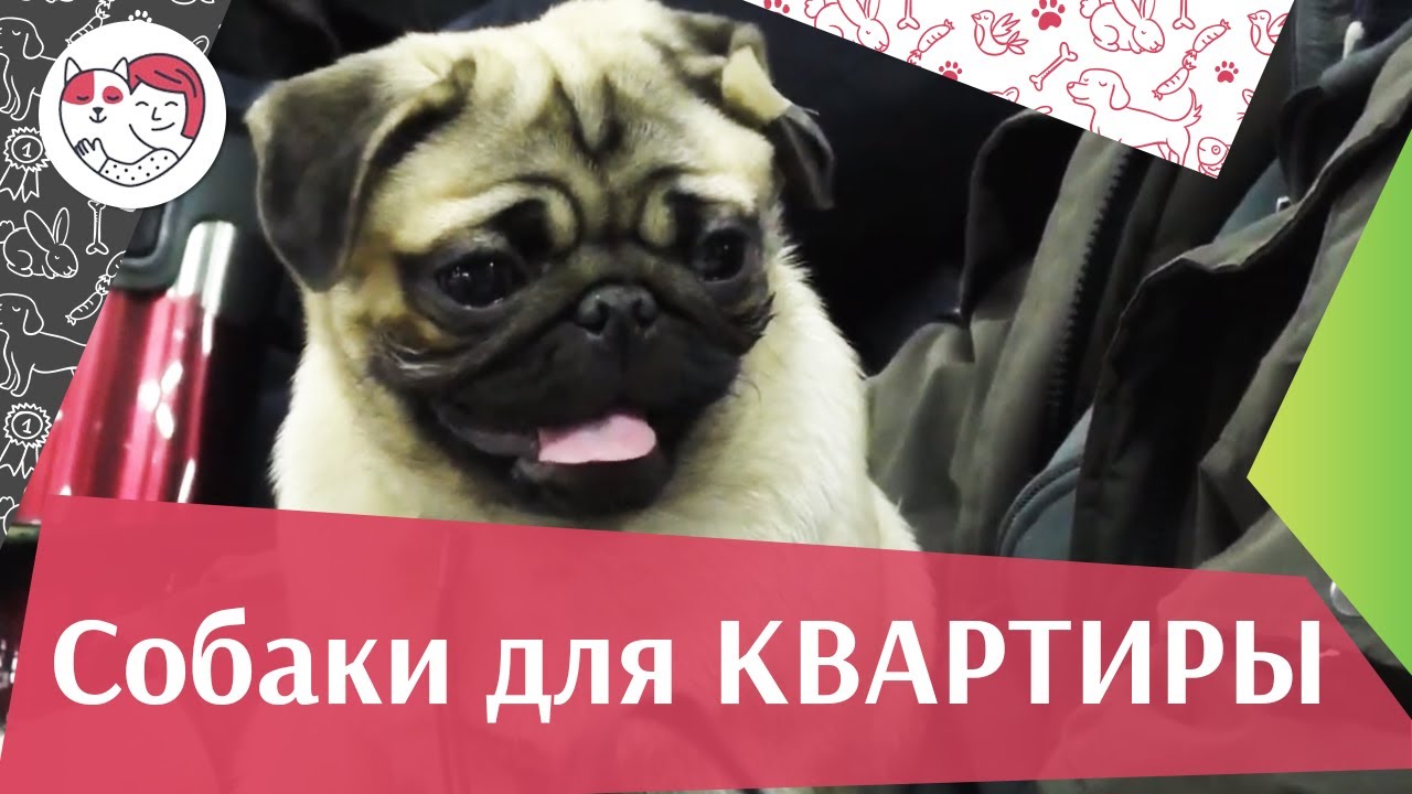 5 пород собак, идеально подходящих для содержания в городской квартире на ilikepet