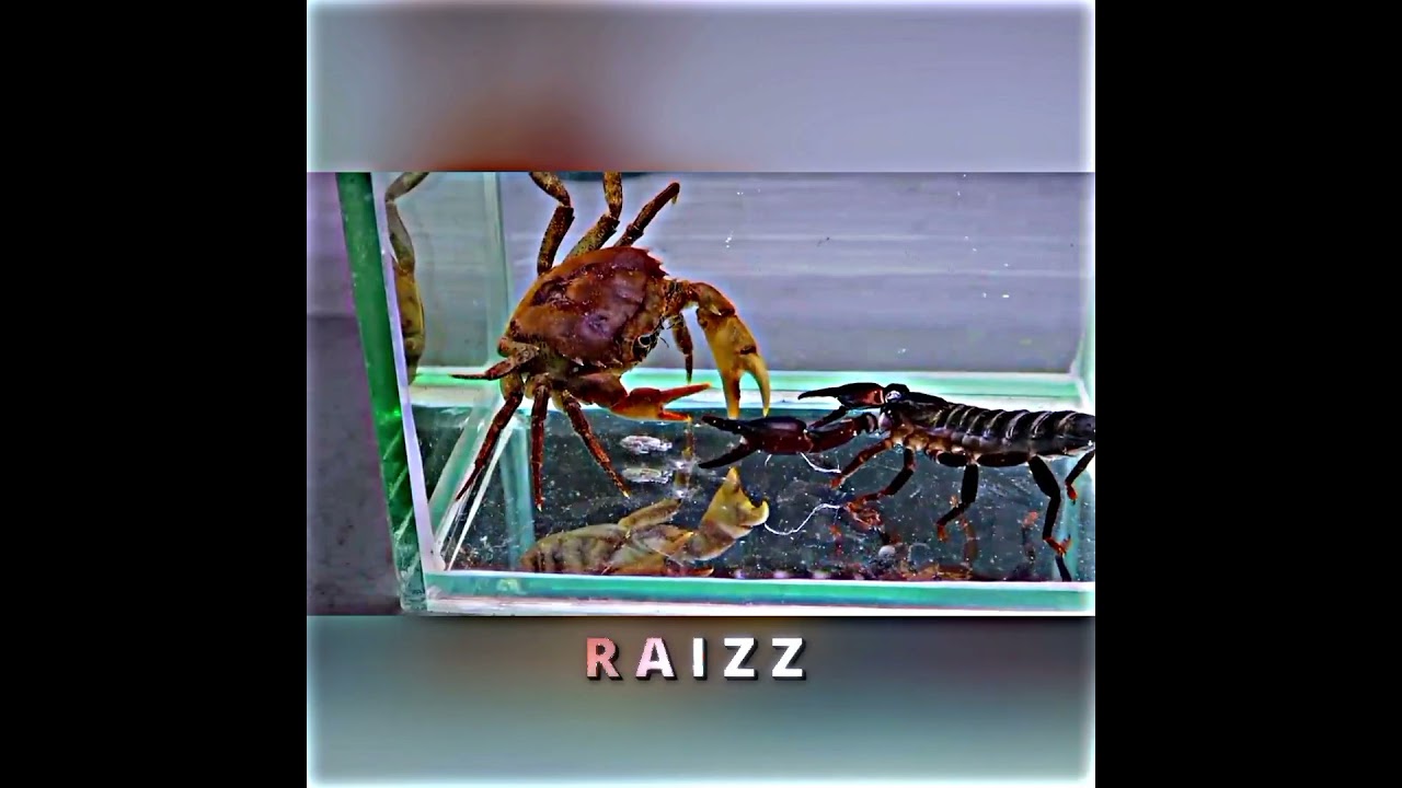 W crab ☠️ #trollface #edit #shorts